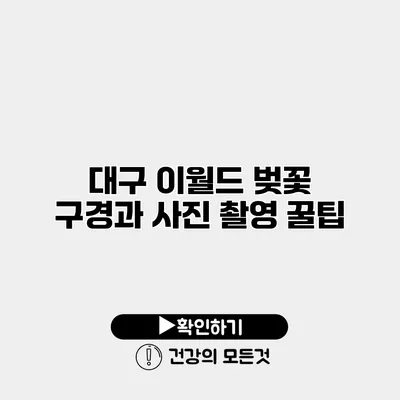 대구 이월드 벚꽃 구경과 사진 촬영 꿀팁